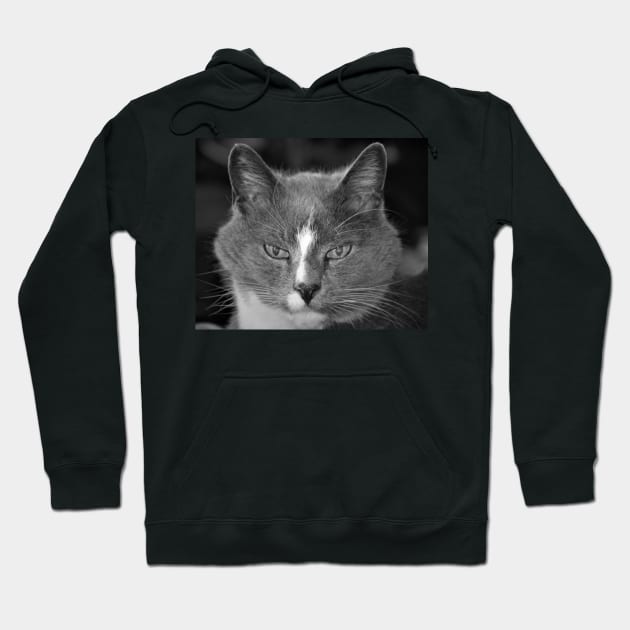 Satine the Cat of Age and Wisdom Hoodie by rconyard